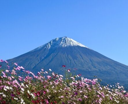 【保存版】東海地方インスタ映えスポット ~ 桜・紅葉・絶景ロード徹底紹介
